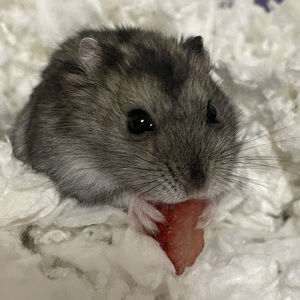 Meet your Posher, Alissa